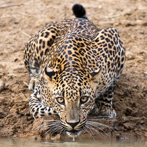 Leopard Safari Yala